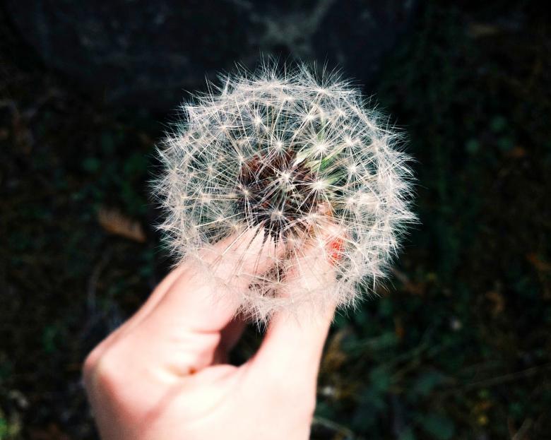 Free stock image of Silky Dandelion created by Unsplash