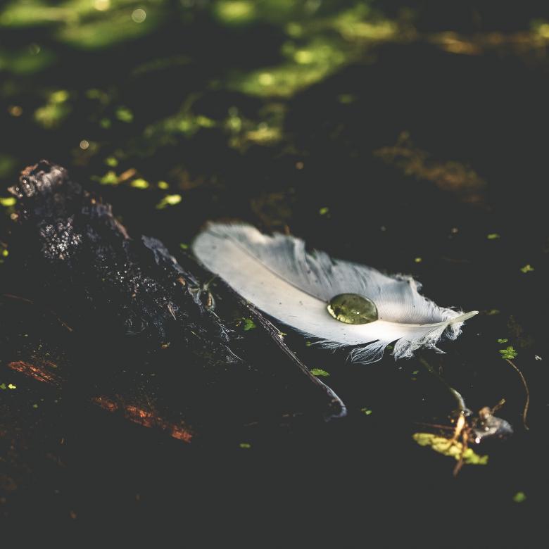 Free stock image of Dew created by Unsplash
