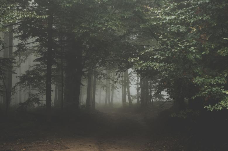 Free stock image of The Forest created by Unsplash