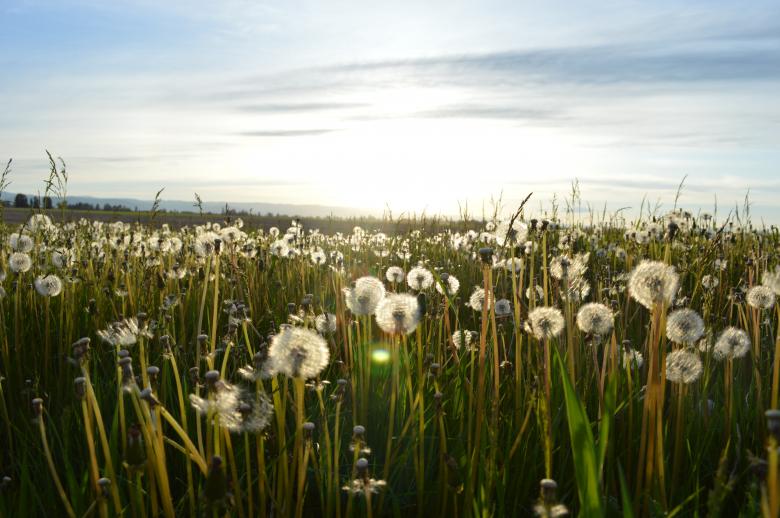 Free stock image of Dandelion Field created by Unsplash