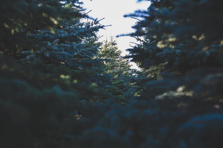 Free stock image of Trees created by Unsplash