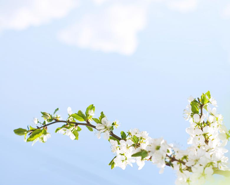 Free stock image of blooming flowers branch created by 2happy