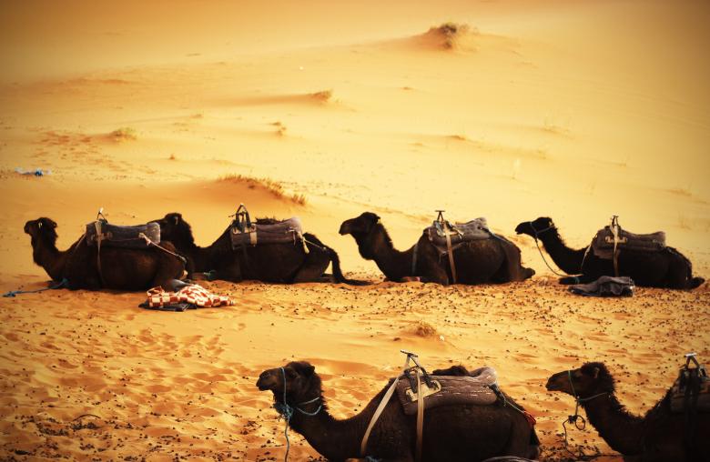 Free stock image of Group Of Camels created by Unsplash
