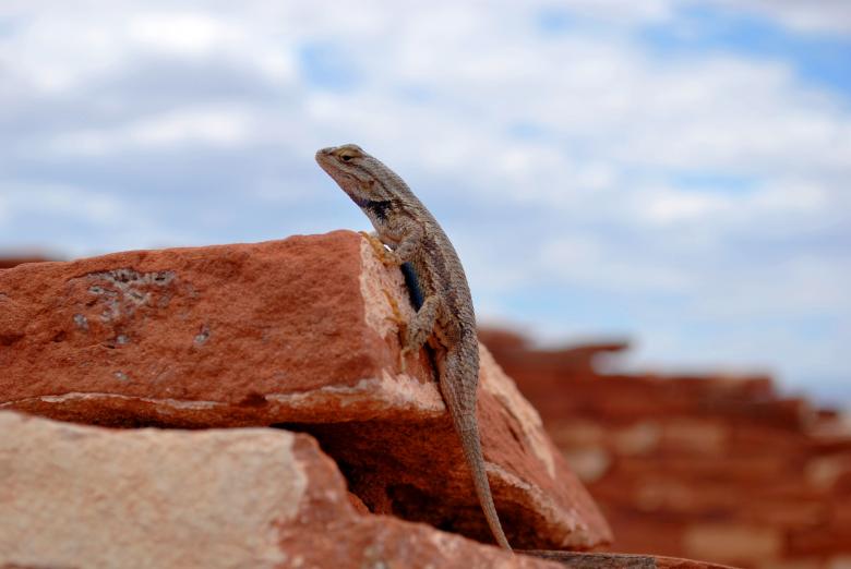 Free stock image of Lizard created by Unsplash