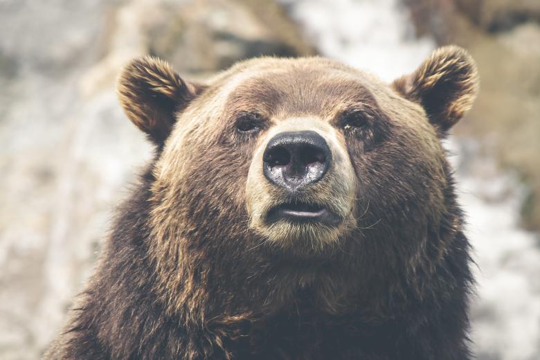Free stock image of Grizzly created by Unsplash