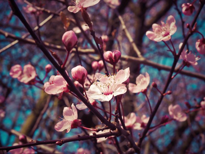 Free stock image of Almond Blossom created by T0113k