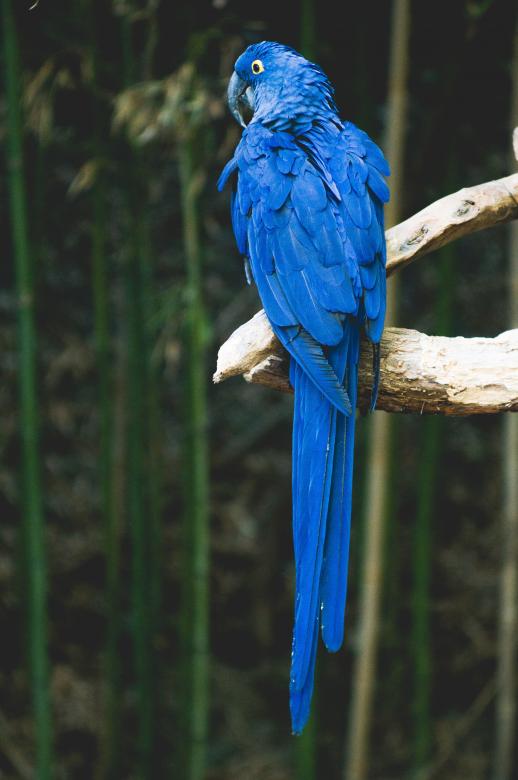Free stock image of Parrot created by Unsplash