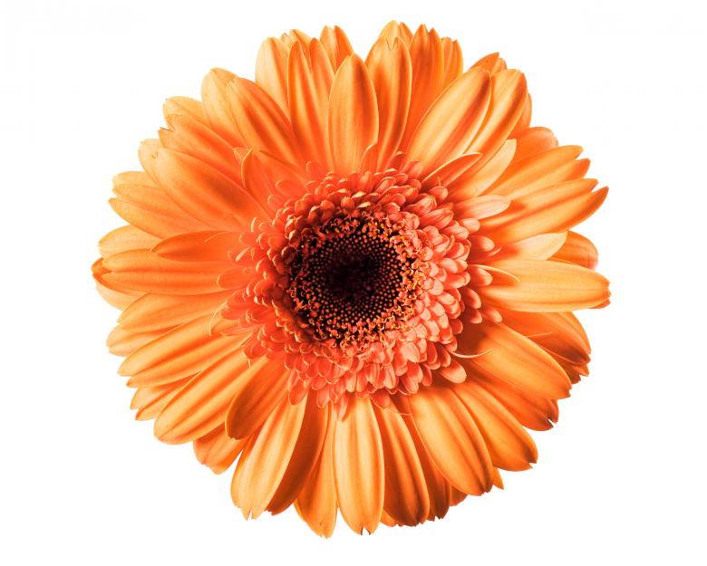 Free stock image of Orange Gerbera created by 2happy