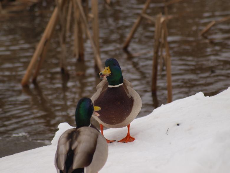 Free stock image of Ducks in Winter created by Marko Mäkinen