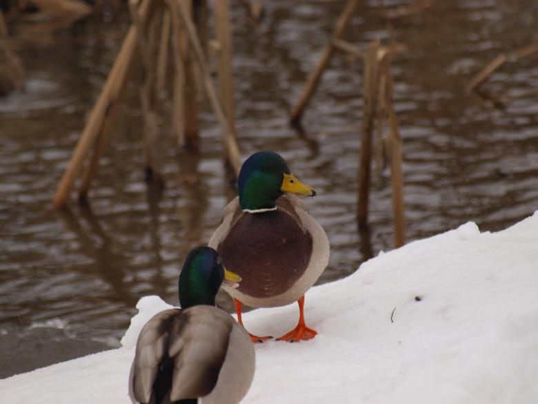 Free stock image of Ducks in Winter created by Marko Mäkinen