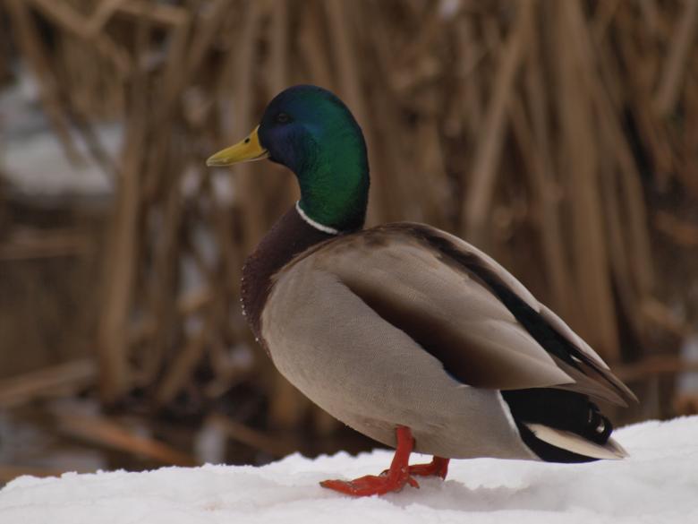 Free stock image of Duck created by Marko Mäkinen