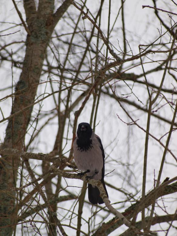 Free stock image of Bird in tree created by Marko Mäkinen