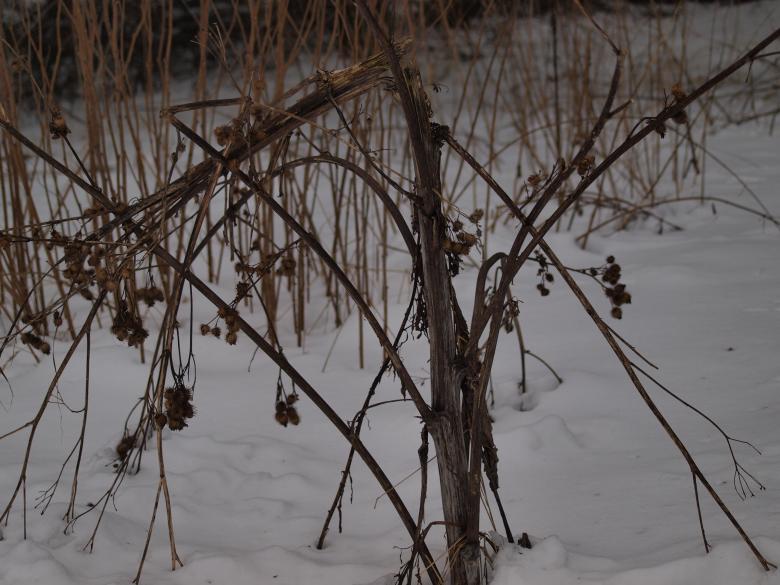 Free stock image of Park at winter created by Marko Mäkinen