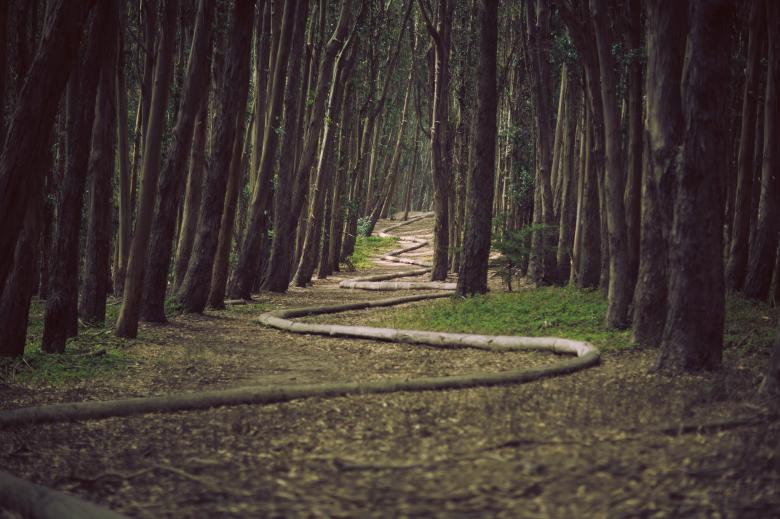 Free stock image of Thick Forest created by Unsplash