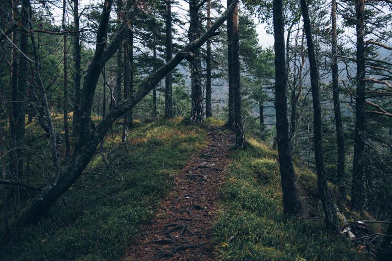 Free stock image of Forest Trail created by Unsplash