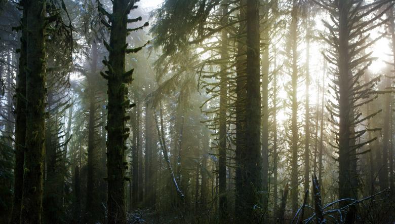 Free stock image of Thick Forest created by Unsplash