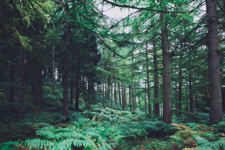 Free stock image of Lush Green created by Unsplash