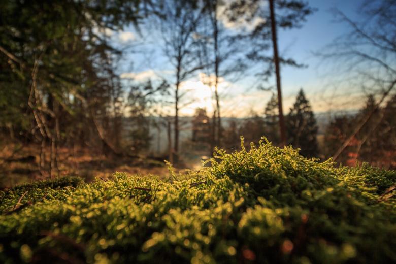 Free stock image of Wild Forest created by Unsplash