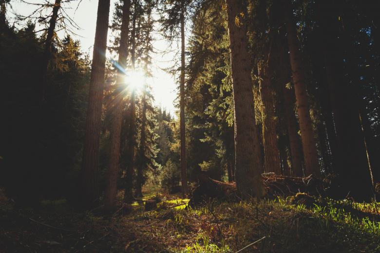 Free stock image of Nature created by Unsplash