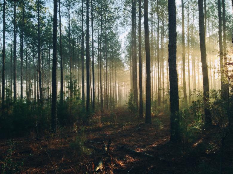 Free stock image of Sunny day created by Unsplash