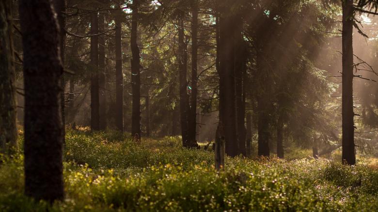Free stock image of Forest created by Unsplash