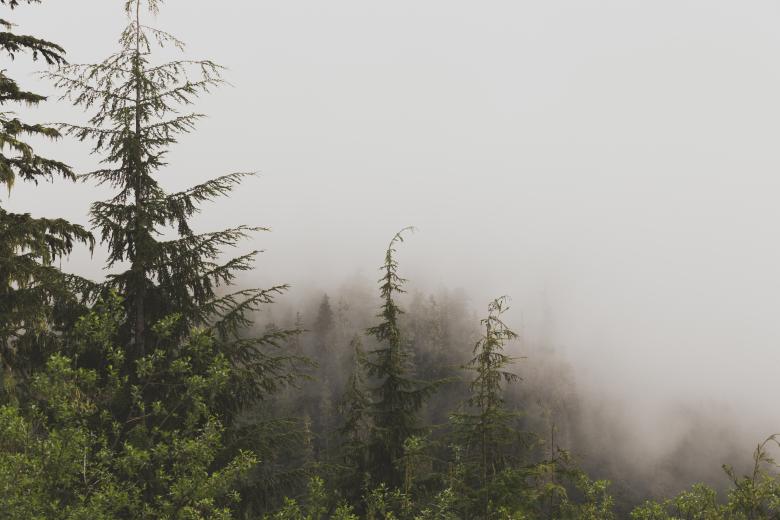 Free stock image of Foggy forest created by Unsplash