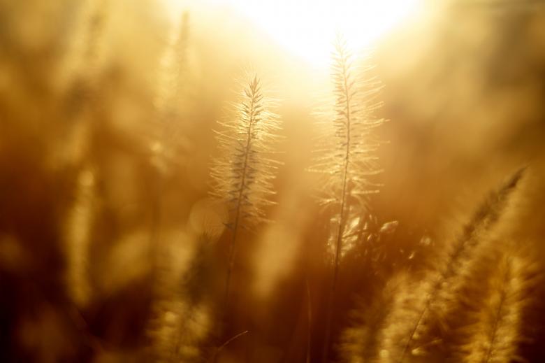 Free stock image of Crop created by Unsplash