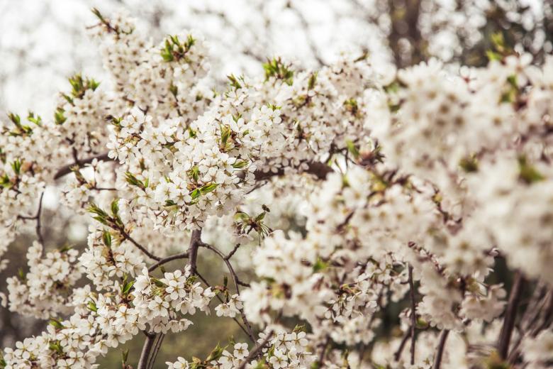 Free stock image of Freshness created by Unsplash