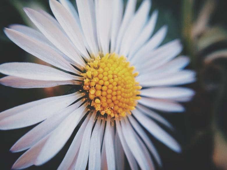 Free stock image of White Flower Close Up created by Unsplash