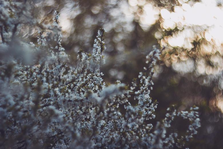 Free stock image of Beautiful tree created by Unsplash