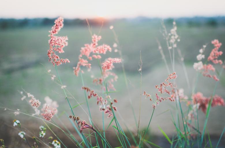 Free stock image of Green field created by Unsplash