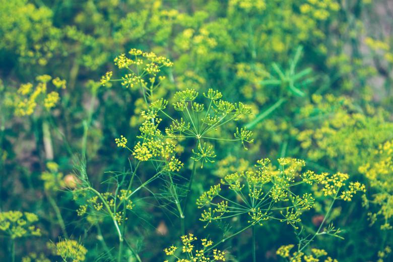 Free stock image of Green group created by Unsplash