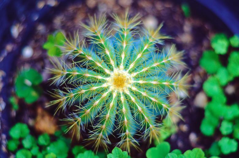 Free stock image of Green Thorny Cactus created by Unsplash