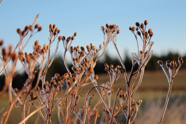 Free stock image of Group of plants created by Unsplash