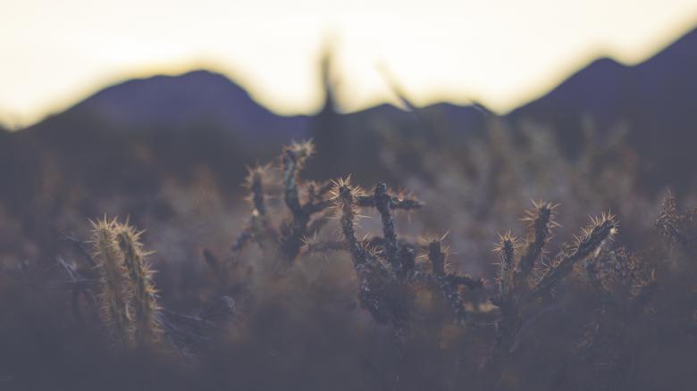 Free stock image of Thorny Cactus created by Unsplash