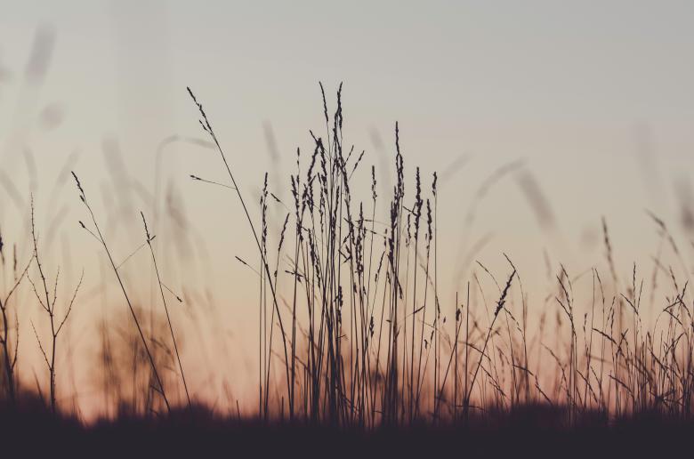 Free stock image of Field filled created by Unsplash