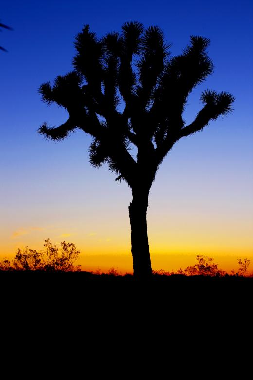Free stock image of Cactus in the dark created by Unsplash