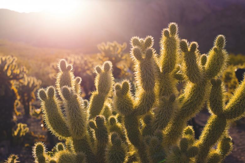 Free stock image of Say Hello created by Unsplash