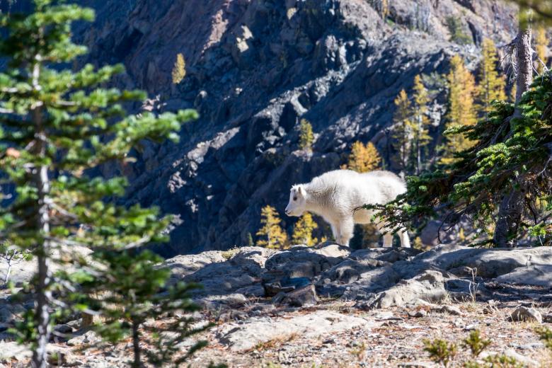 Free stock image of Mountain Goat created by Unsplash