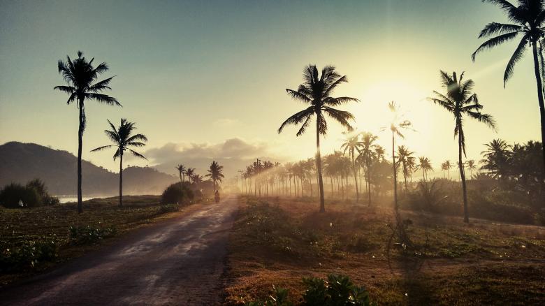 Free stock image of Sun and Palm Trees created by Unsplash
