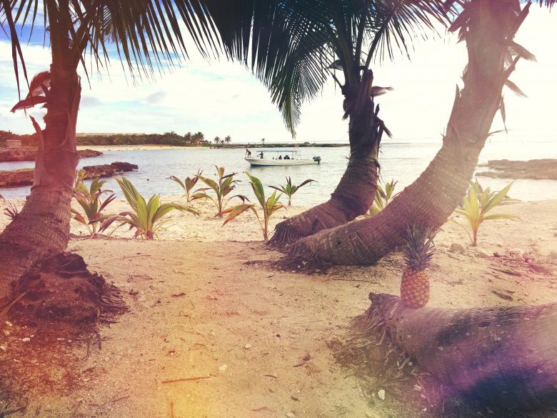 Free stock image of Palms at the Beach created by Unsplash