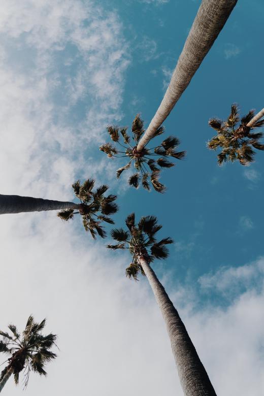 Free stock image of Tall Palm Trees created by Unsplash