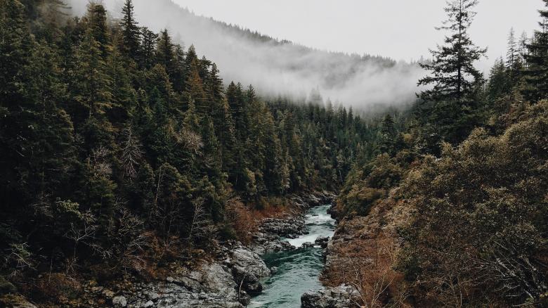 Free stock image of Jungle created by Unsplash