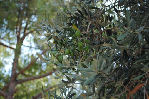 Olive tree - Free Stock Photo