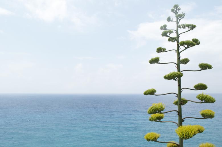 Free stock image of The Lonely Tree created by Unsplash