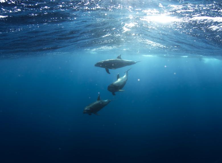 Free stock image of Sharks in the sea created by Unsplash
