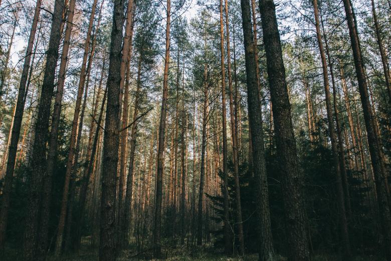 Free stock image of Bunch of trees created by Unsplash