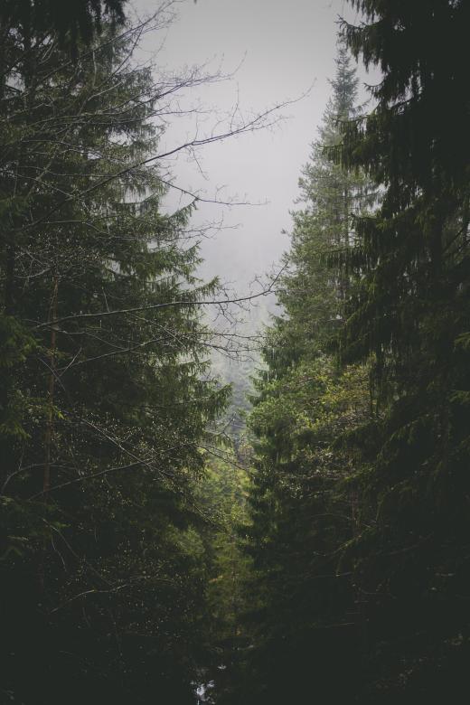 Free stock image of Jungle created by Unsplash