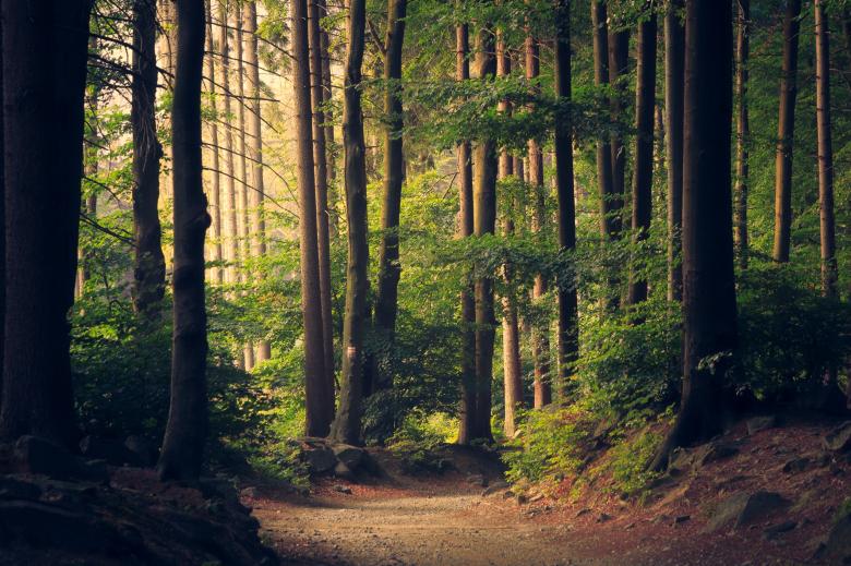 Free stock image of Woods created by Unsplash