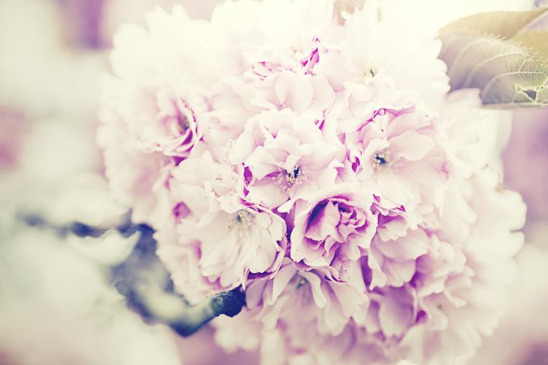 Free stock image of Pink Flowers created by Unsplash